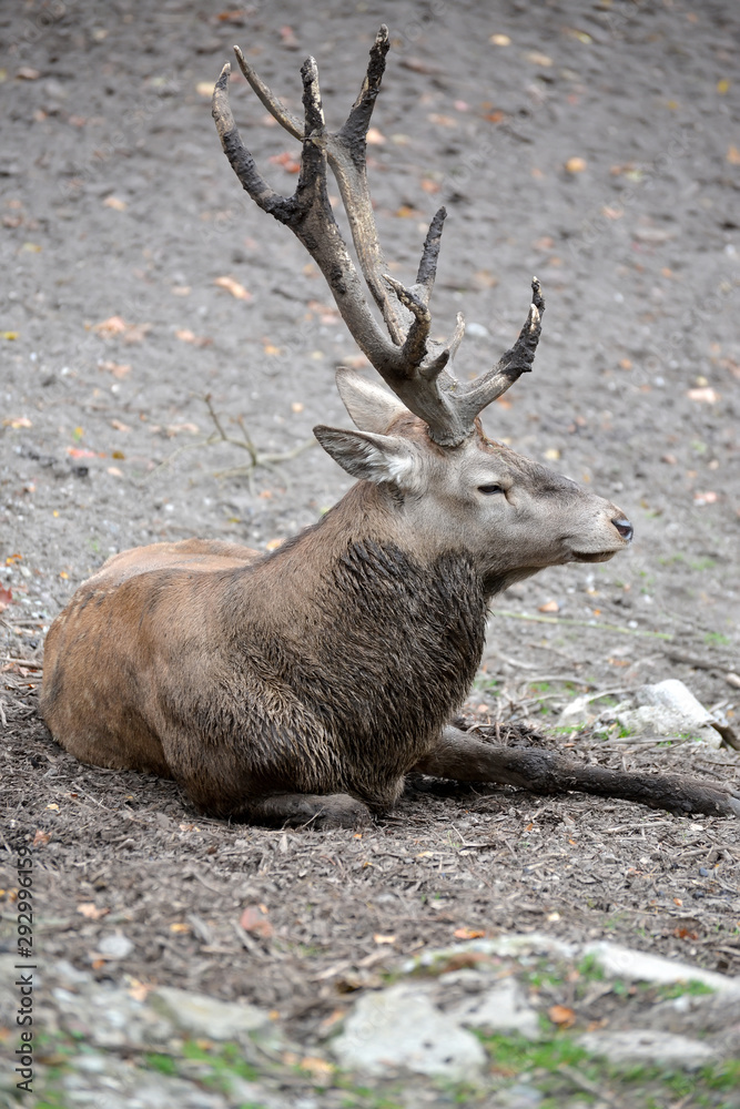 European noble deer (Cervus elaphus Linnaeus) lies on the ground at the zoo European noble deer (Cervus elaphus Linnaeus) lies on the ground at the zoo