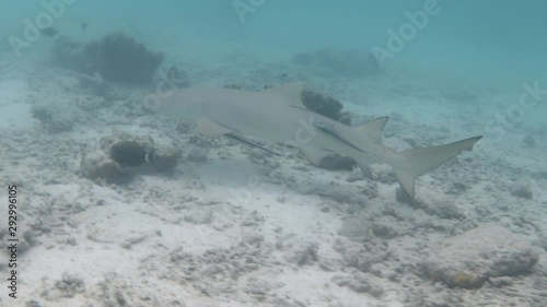 Sicklefin lemon shark swimming over ocean floor. 4K stock video footage photo