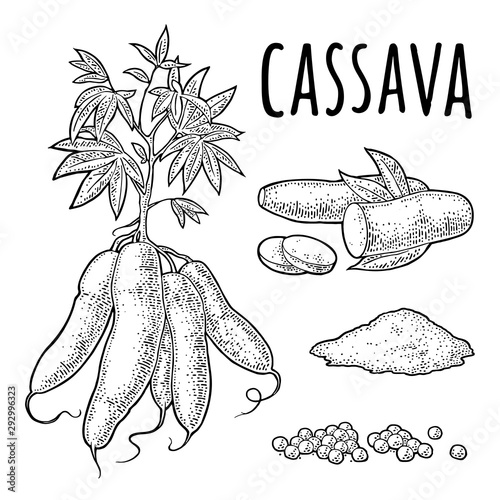 Cassava manioc plants with leaves and tuber. Vector vintage engraving photo