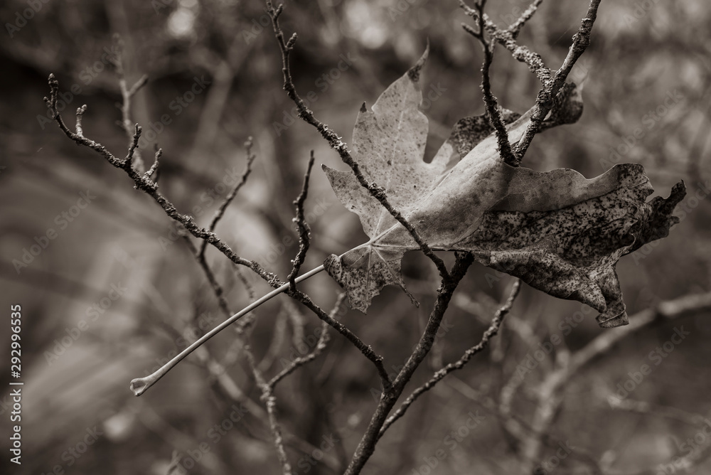 Autumn leaf hangs in branches, Autumn leaf, black and white photo, fine art Autumn leaf hangs in branches, Autumn leaf, black and white photo, fine art