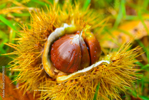 Castagne mature, ancora nel loro riccio, appena caduto dall'albero