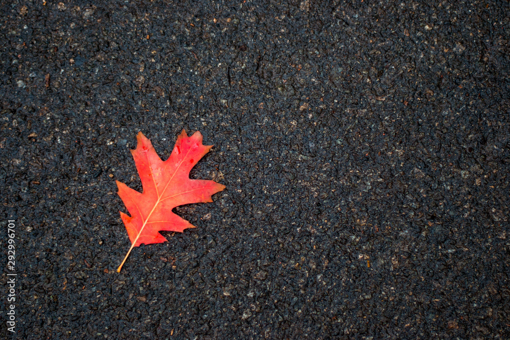 Fallen red maple leaf on the ground. Autumn concept. Free space. Fallen red maple leaf on the ground. Autumn concept. Free space.