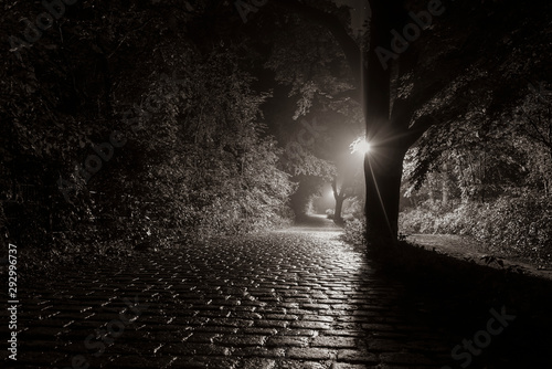 Wet road in a forest, slightly misty road in the forest, cobble stone, Black and White Photo