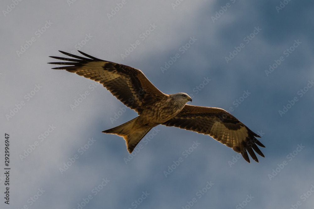flying Red kite, Milvus milvus in the mountains