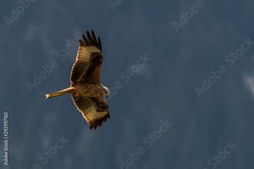 flying Red kite, Milvus milvus in the mountains