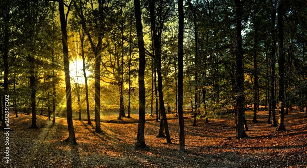 Fototapeta premium Broad leaf trees forest at autumn / fall sunlight, forest floor, foliage, tree trunks, backlit leafs, sun rays. Czech republic,Europe. Panoramic image. Creative postprocessing. .