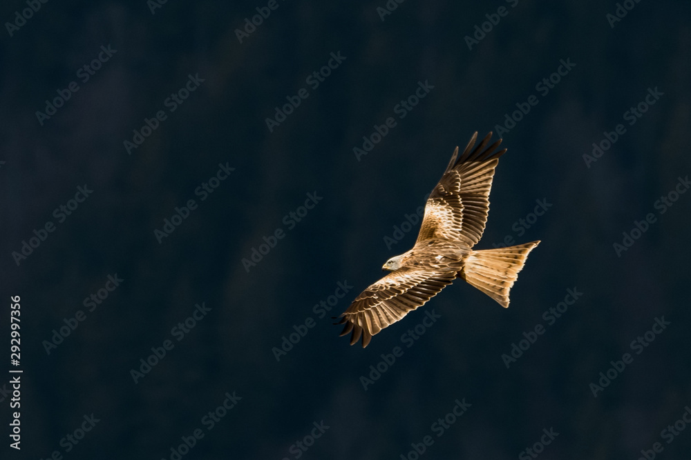 flying Red kite, Milvus milvus in the mountains