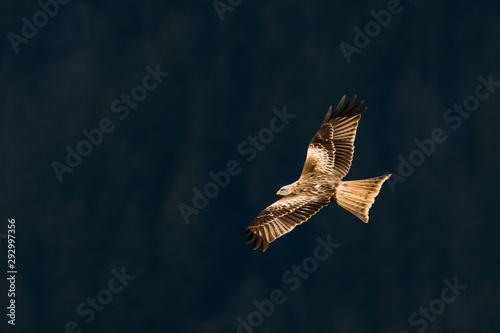 flying Red kite, Milvus milvus in the mountains