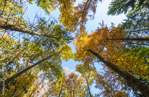 Treetops in a mixed forest in autumn, low angle view, Germany
