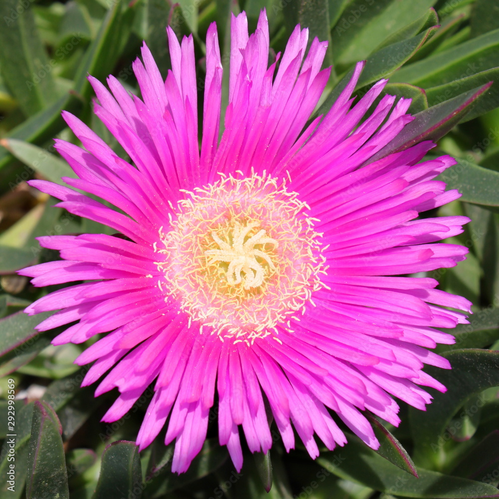 Pink Ice plant (Carpobrotus edulis) blossom close-up in bloom