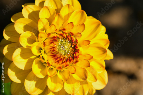 macro of an orange yellow dahlia flower in the sunshine