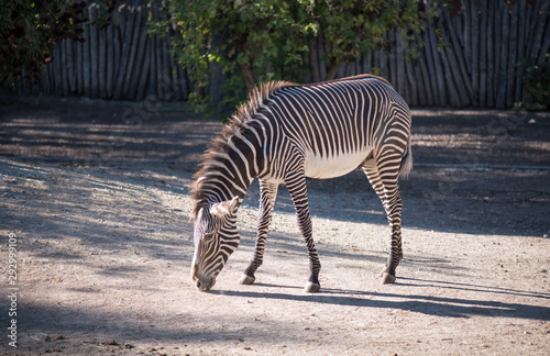 The Gr  vy s zebra in the zoological park in France.  