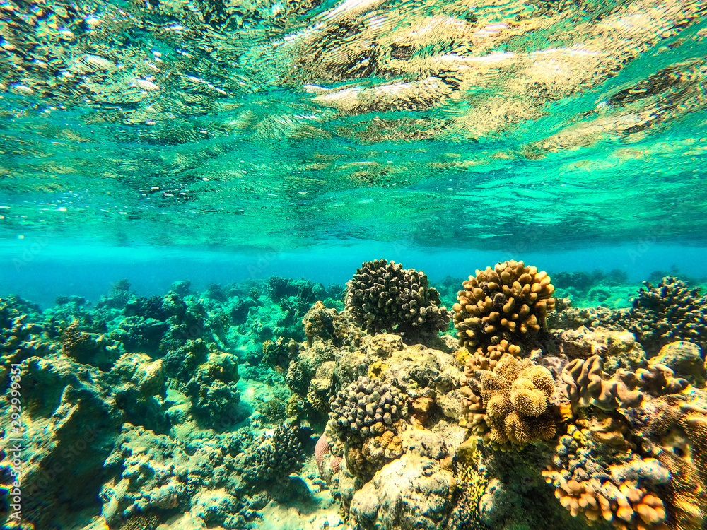 Fototapeta premium Underwater photo of coral reef and free space for your decoration 