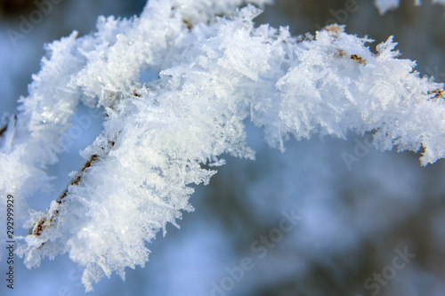 branches are covered with hoarfrost © Anna