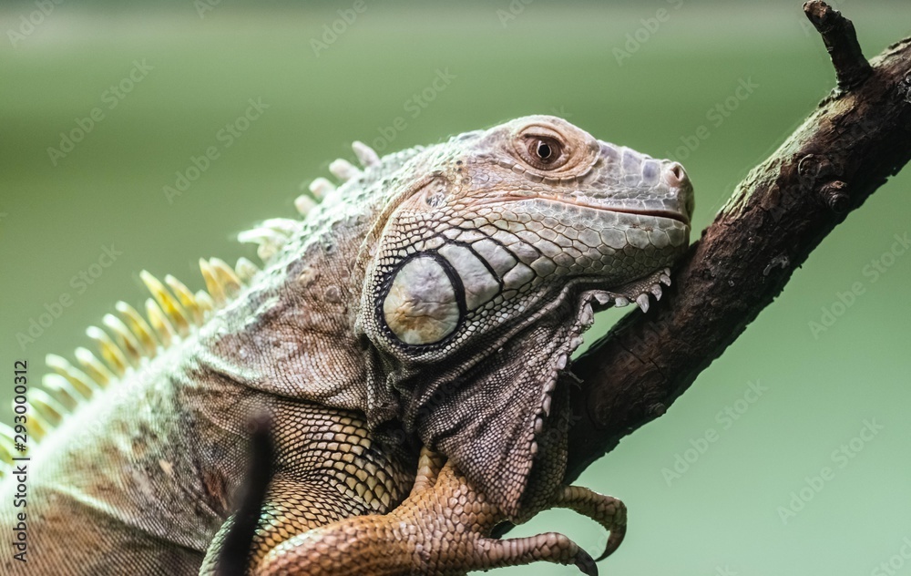 Obraz premium Green Iguana