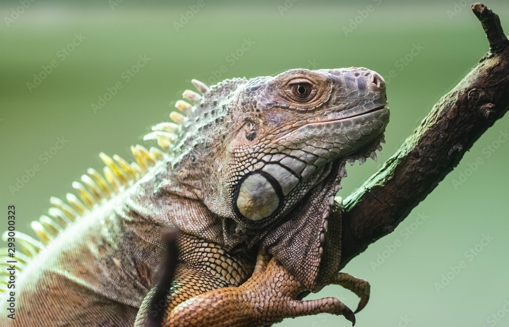 Fototapeta premium Green Iguana