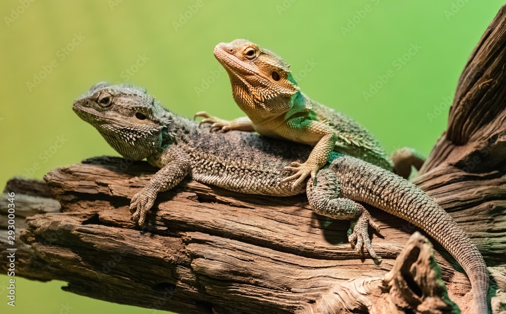 Central bearded dragon Central bearded dragon