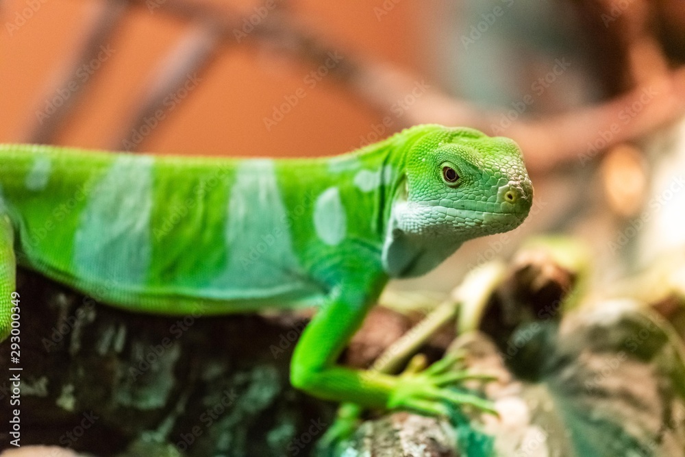 Fototapeta premium Fiji Banded Iguana