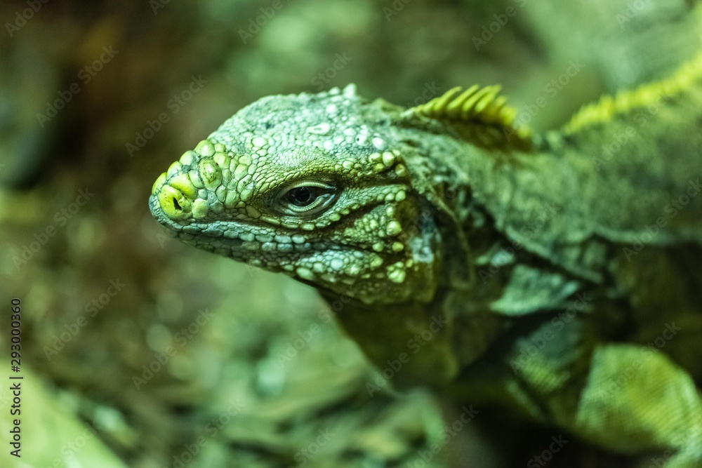 Fototapeta premium Cuban Rock Iguana