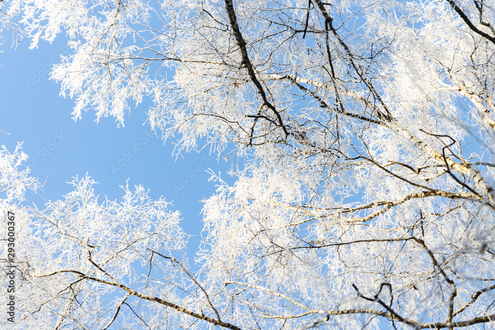 snow-covered tree branches against the sky snow-covered tree branches against the sky