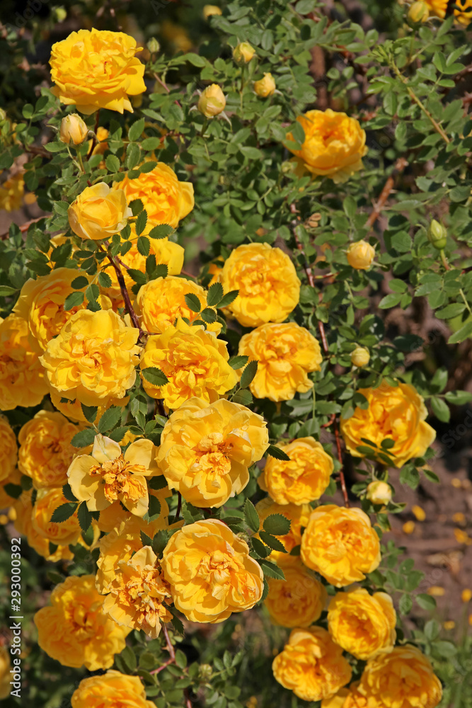 Climbing yellow roses closeup, Persian Yellow, Foetida Persiana Stock Photo  | Adobe Stock