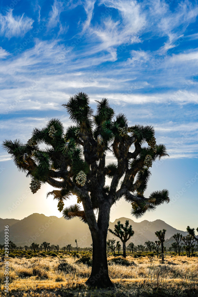 Obraz premium Backlit Joshua Tree under blue sky with wispy clouds.