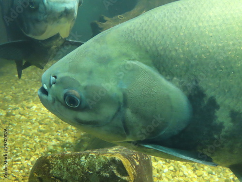 fish in aquarium