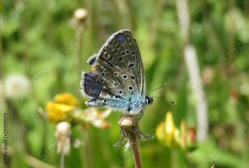 Beautiful blue polyommatus butterfly on lathyrus flower in the meadow, closeup © natalya2015