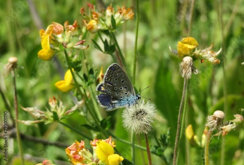 Beautiful polyommatus butterfly in the meadow photo