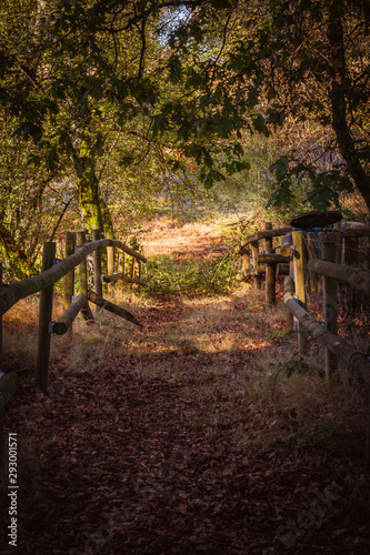 Bonito caminho na floresta no Outono