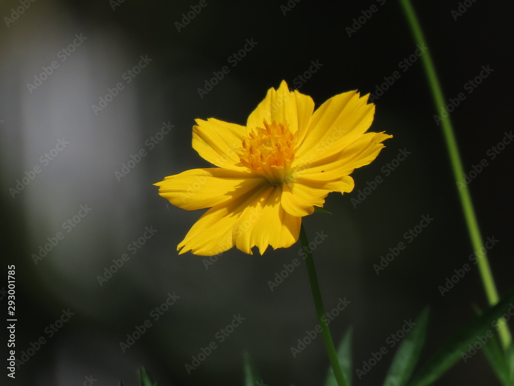 yellow flower yellow flower