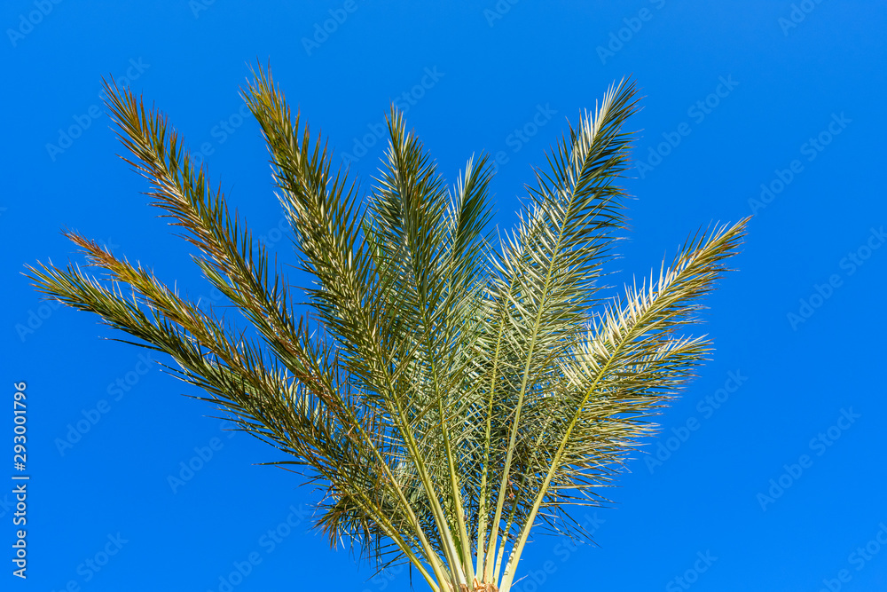 Green date palm tree against the blue sky Green date palm tree against the blue sky