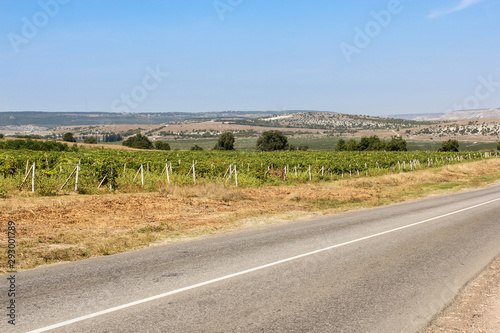 Landscape with vineyards by the road.