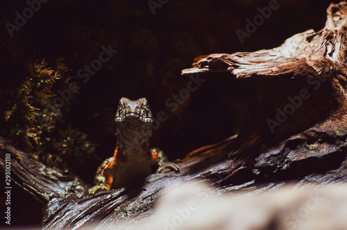 Portrait of a brown lizard on a tree stump
