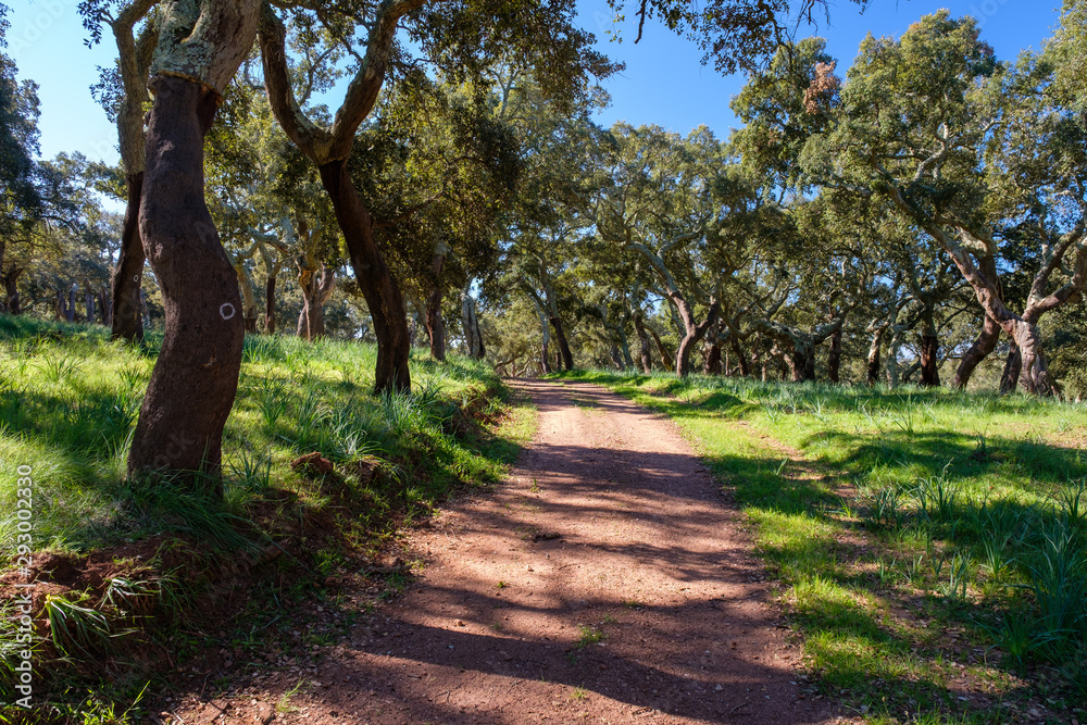 Fototapeta premium Korkeichen am Wanderweg „Rota Vicentina“ (Historischer Weg, Fischerweg) im Süden von Portugal 
