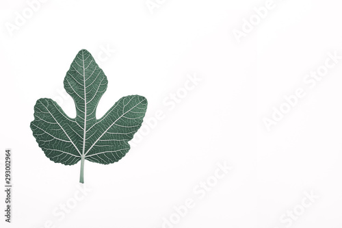 Fig leaves on white background