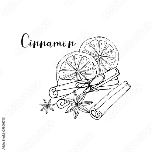 Vector Cinnamon spices. Vintage hand drawn doodle outline. . Oranges, star anise and cinnamone.