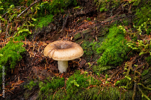 Wild Mushroom growing amongst green Moss on forest floor
