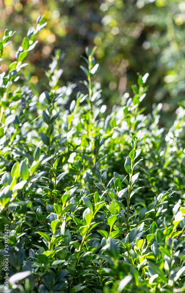 Green foliage of boxwood. Green leaf texture. Selective focus. Sunny day. Green foliage of boxwood. Green leaf texture. Selective focus. Sunny day.