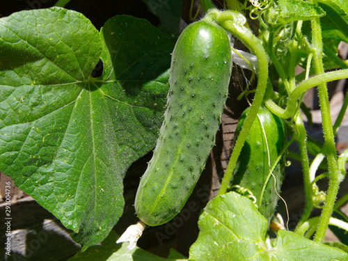 Green ripe cucumber grows on a bush among foliage.