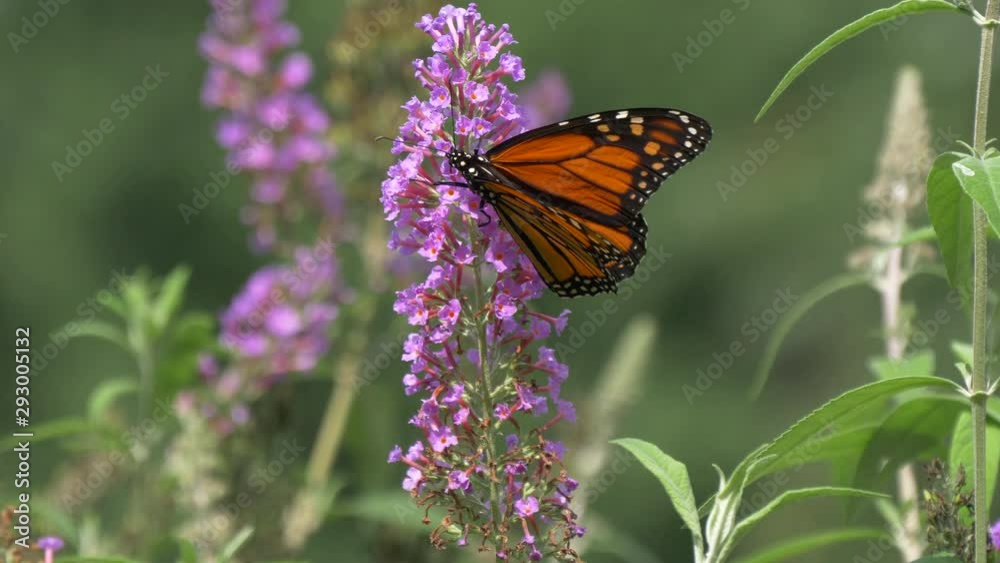 Monarch butterfly in the sun 4K Monarch butterfly in the sun 4K