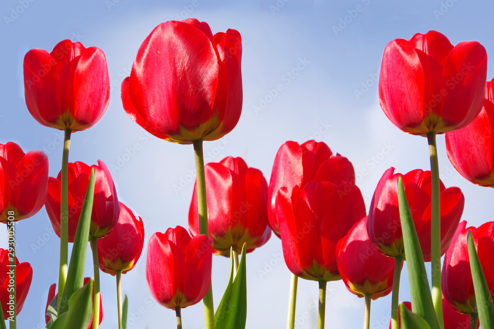 Fototapeta premium Red tulips rushing into the blue sky. Shot from below.