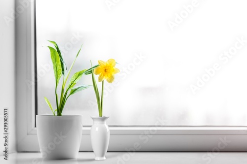 Cuadro en lienzo Green plant on the window sill on background