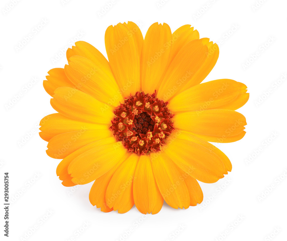 Calendula. Marigold flower isolated on white background Calendula. Marigold flower isolated on white background