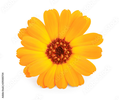 Calendula. Marigold flower isolated on white background