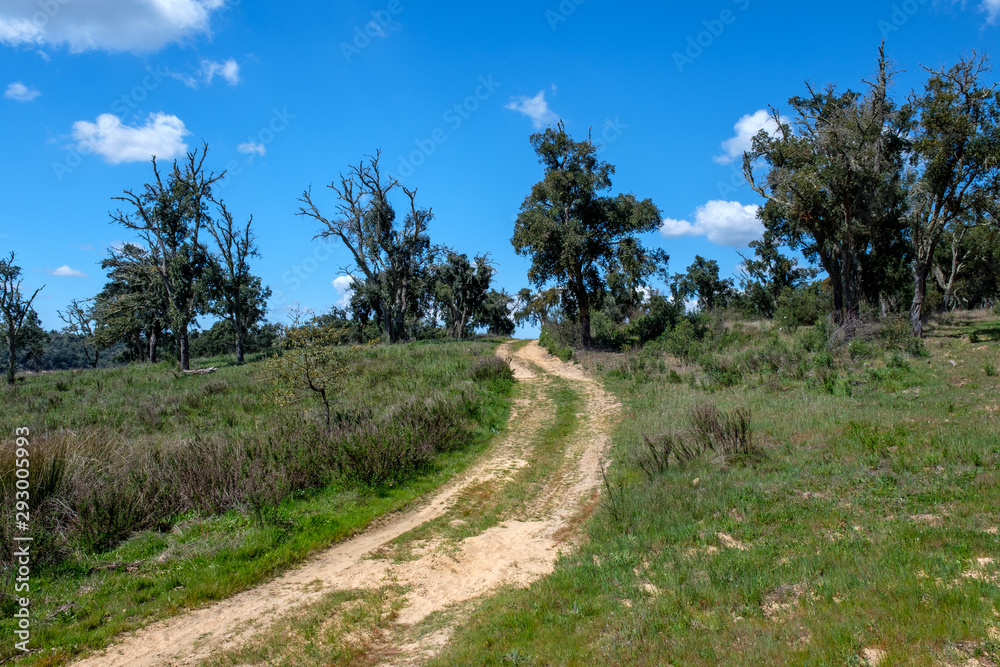 Bäume, Pflanzen und Tiere am Fernwanderweg „Rota Vicentina“ (Historischer Weg, Fischerweg) im Süden von Portugal Bäume, Pflanzen und Tiere am Fernwanderweg „Rota Vicentina“ (Historischer Weg, Fischerweg) im Süden von Portugal