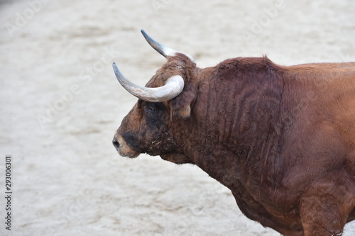 bull in spain with horns in traditional spectacle on spain