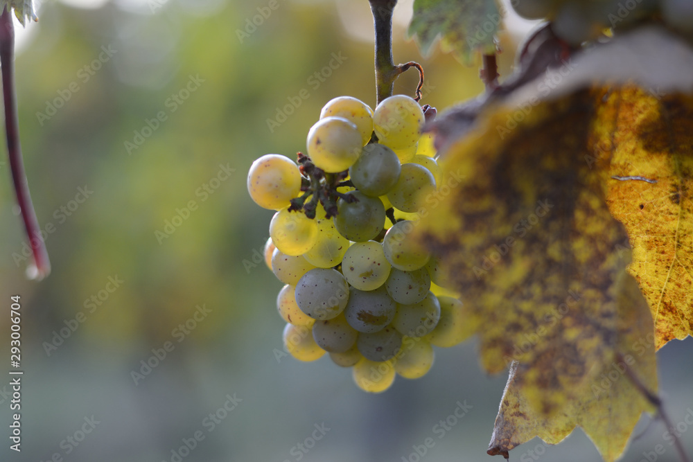 Fototapeta premium Grapes in a winery - Czech republic 