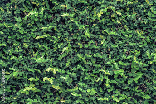 Wallpaper Mural Green tree wall for closeup Torontodigital.ca