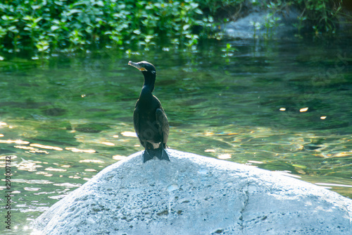 cormoran neotropical photo